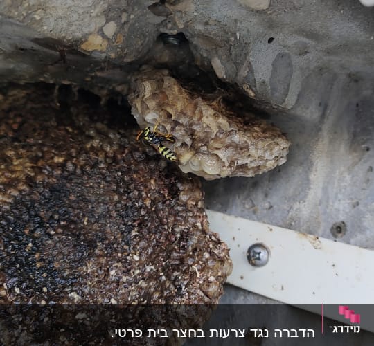 קן צרעות על קיר בטון עם צרעה